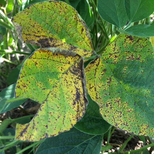 Septoria Leaf Spot
